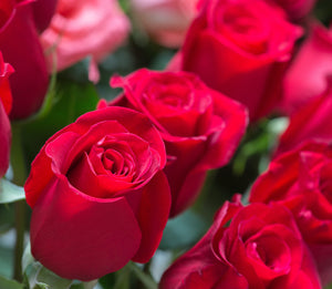 Bouquet of Roses – In A Clarkleigh Garden