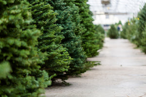 Premium Sheared  Fraser Fir Christmas Tree