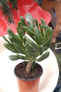 "Hobbit" Jade Plant